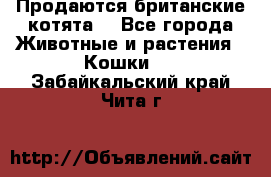 Продаются британские котята  - Все города Животные и растения » Кошки   . Забайкальский край,Чита г.